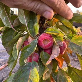 Egészséges Redlane piros húsú oszlopos almafa konténerben, sötétbíbor virágokkal és fényes piros héjú, piros bélzetű almatérmésekkel Redlane piros húsú oszlopos alma (Malus domestica 'Redlane')