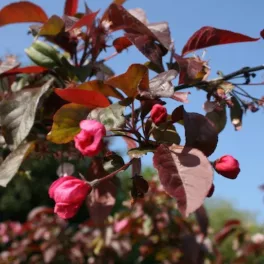 Malus purpurea 'Eleyi' Eley-bíboralma szabadgyökeres díszfa virágai és termései Eley-bíboralma (Malus purpurea 'Eleyi')