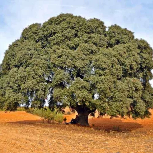 Egészséges Magyaltölgy csemete konténerben, kemény, sötétzöld örökzöld levelekkel Magyaltölgy (Quercus ilex)