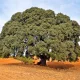 Egészséges Magyaltölgy csemete konténerben, kemény, sötétzöld örökzöld levelekkel Magyaltölgy (Quercus ilex)