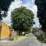 Sophora japonica Japánakác szabadgyökeres díszfa krémfehér virágzata és levelei Japánakác (Sophora japonica)