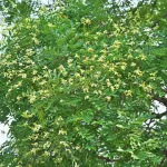 Sophora japonica Japánakác szabadgyökeres díszfa krémfehér virágzata és levelei Japánakác (Sophora japonica)