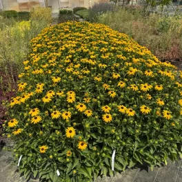 Dúsan virágzó 'Goldsturm' pompás kúpvirágok ragyogó aranysárga szirmokkal és kiemelkedő, feketésbarna középpel Pompás kúpvirág 'Goldsturm' (Rudbeckia fulgida)