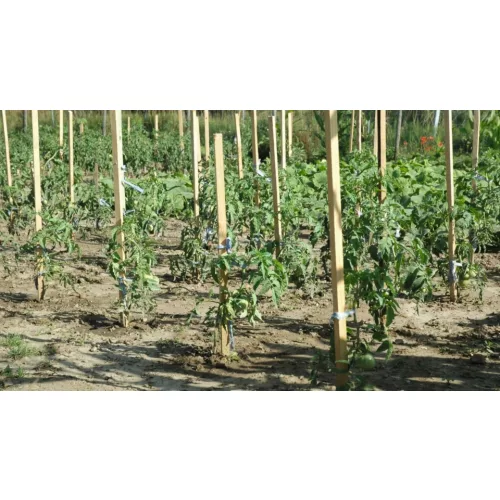 200 cm-es akáckaró