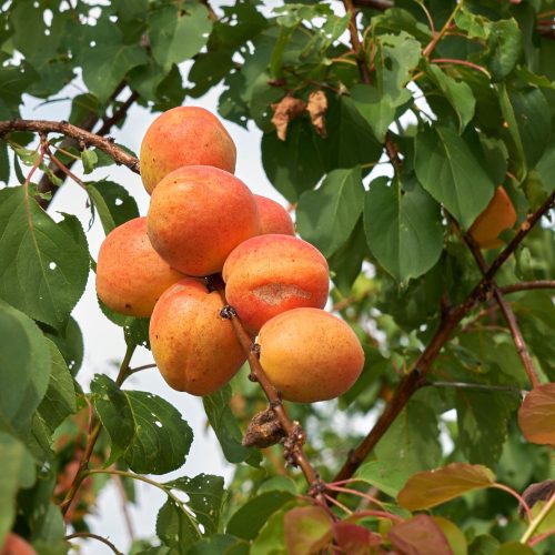 Mia (S) rezisztens kajszi - Prunus armeniaca ’Mia’ - Kont