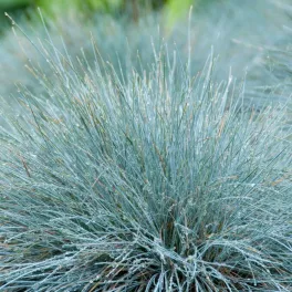 Festuca glauca 'Elijah Blue' - Deres csenkesz