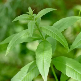 Citromverbena - Aloysia triphylla 