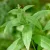 Citromverbena - Aloysia triphylla 