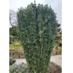 Cephalotaxus harringtonia 