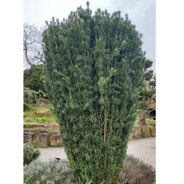 Cephalotaxus harringtonia 