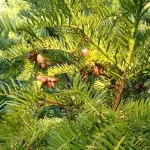 Cephalotaxus harringtonia 