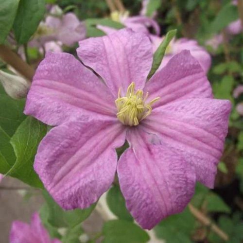 Rózsás iszalag - Clematis patens ’Comtesse de Bouchaud’ - Konténeres