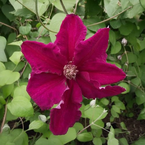 Kármin iszalag - Clematis viticella ’Ernest Markham’ - Konténeres