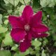 Kármin iszalag - Clematis viticella ’Ernest Markham’ - Konténeres