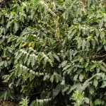 Arabica kávé - Konténeres