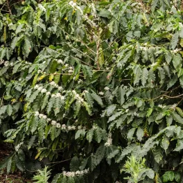 Arabica kávé - Konténeres
