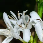 Arabica kávé - Konténeres