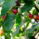 Arabica kávé - Konténeres