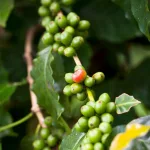 Arabica kávé - Konténeres