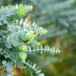   Kék lombú eukaliptusz - Eucalyptus 'Baby Blue' - Konténeres