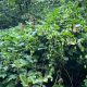 Vadkomló - Humulus lupulus - Konténeres