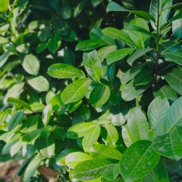   Novita babérmeggy - Prunus laurocerasus 'Novita' - Konténeres