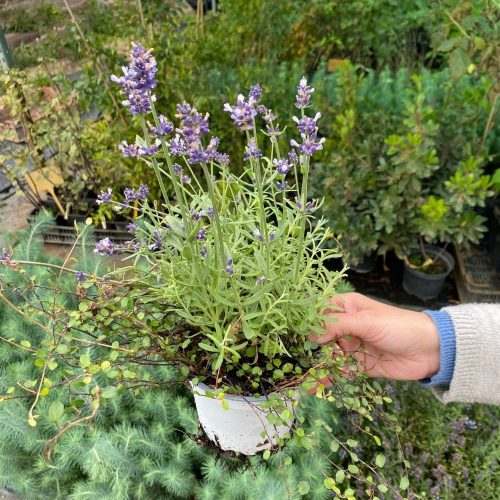 Lavandula + Muehlenbeckia  complexa (Angyalszőlő) - Konténeres