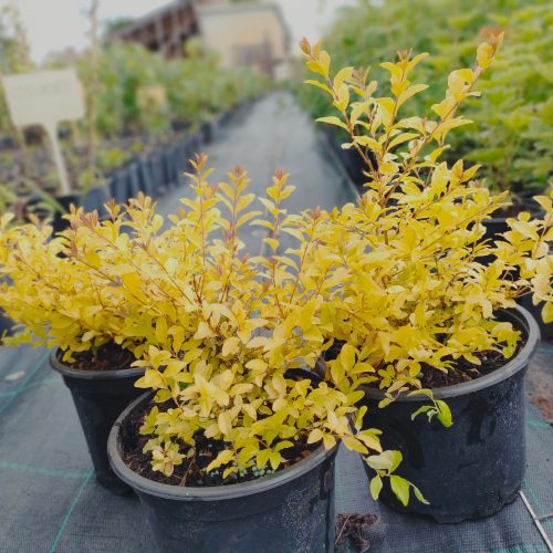 Méhlegelő sárga fagyal -Ligustrum sinense 'Sunshine' - Konténeres