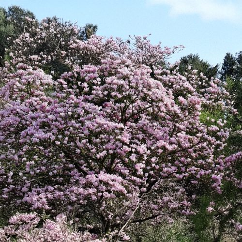 Rustica Rubra liliomfa - Magnolia x soulangeana 'Rustica Rubra' - Konténeres