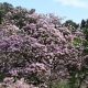 Rustica Rubra liliomfa - Magnolia x soulangeana 'Rustica Rubra' - Konténeres