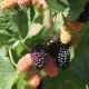 Mojo Berry törpe eperfa - Morus rotundiloba 'Mojo Berry' - Konténeres