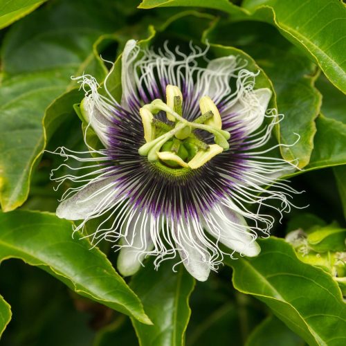 Marakuja - Passiflora edulis - Konténeres