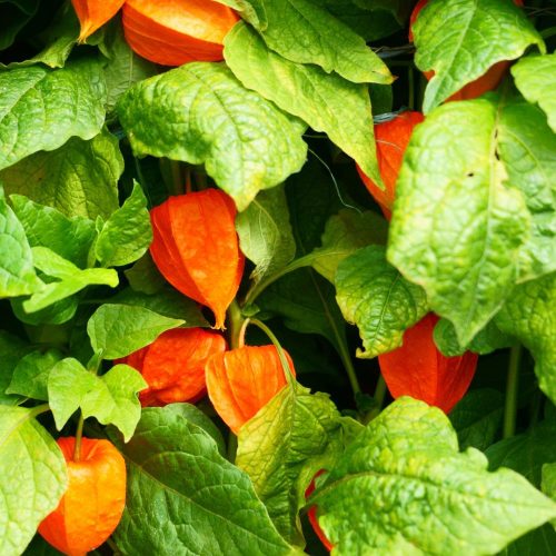 Goldvital földicseresznye - Physalis peruviana 'Goldvital' - Konténeres