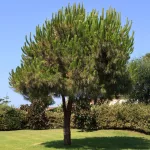 Egészséges mandulafenyő növény konténerben, hosszas üde zöld tűlevelekkel és gömbölyded tobozokkal Mandulafenyő (Pinus pinea)
