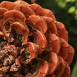 Európai mandulafenyő - Pinus pinea - Konténeres