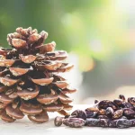 Európai mandulafenyő - Pinus pinea - Konténeres