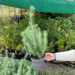 Európai mandulafenyő - Pinus pinea - Konténeres