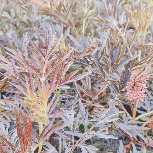 Black Lace bodza Sambucus nigra 'Black Lace'- Konténeres