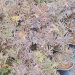 Black Lace bodza Sambucus nigra 'Black Lace'- Konténeres