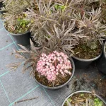 Black Lace bodza Sambucus nigra 'Black Lace'- Konténeres