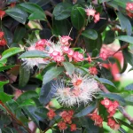 Festő cseresznye - Syzygium paniculatum - Konténeres