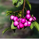 Festő cseresznye - Syzygium paniculatum - Konténeres