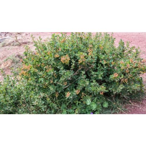 Sóskaborbolya - Berberis vulgaris - Konténeres