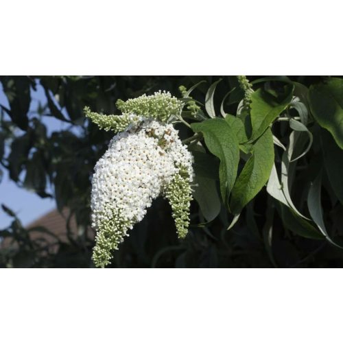 Fehérözön nyáriorgona - Buddleja davidii 'White Bouquet' - Konténeres