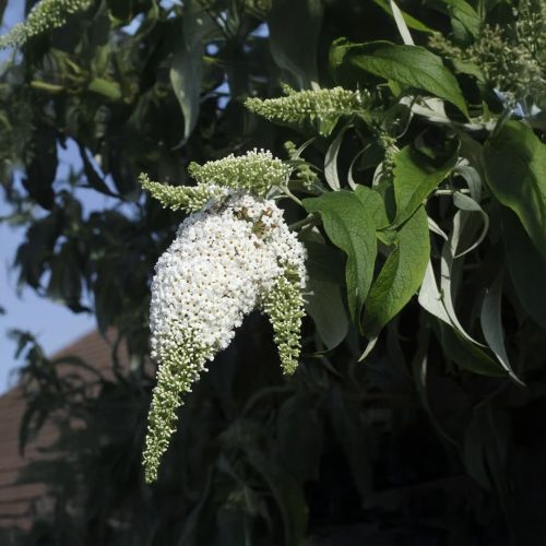 Fehérözön nyáriorgona - Buddleja davidii 'White Bouquet' - Konténeres