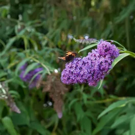 Alacsony, gömbölyded törpe nyáriorgona bokor finoman bókoló szárain nyíló világoslila virágfüzérekkel Törpe nyáriorgona 'Sophie'® (Buddleja davidii)