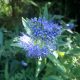 Inka kékszakáll - Caryopteris incana 'Cary' - Konténeres