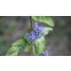 Kék óriás kékszakáll - Caryopteris x clandonensis 'Grand Blue'® - Konténeres