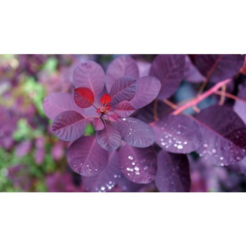 Pompás cserszömörce - Cotinus coggygria 'Royal Purple'® - Konténeres