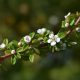 Csodálatos henye madárbirs - Cotoneaster x suecicus 'Coral Beauty' (3 db/csomag)- Konténeres
